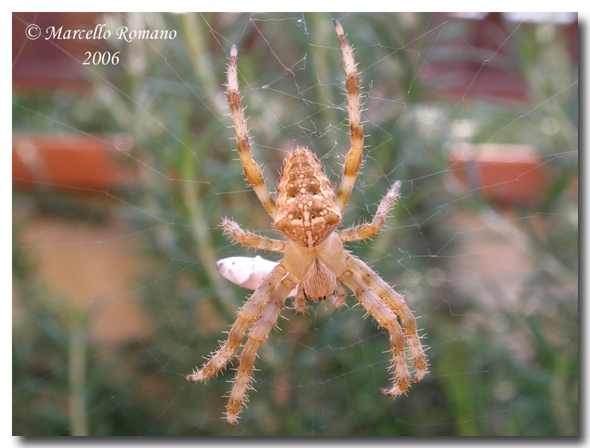 Un ragno sul rosmarino: Araneus diadematus